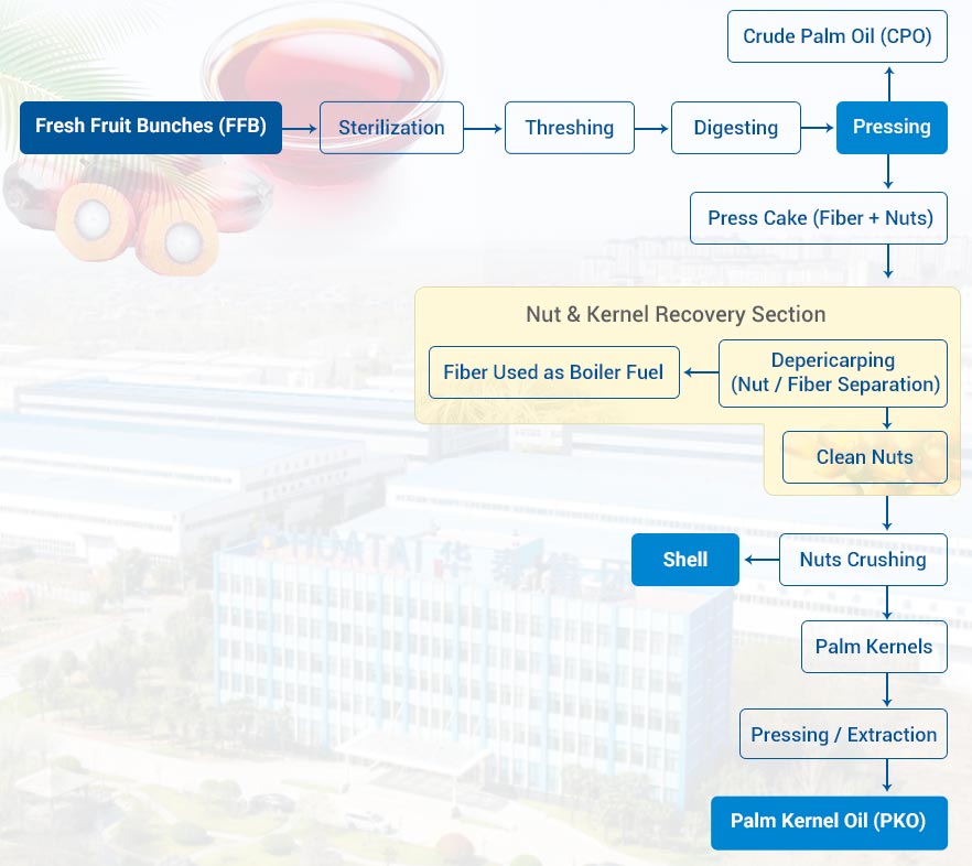 Máquina de prensa de aceite de almendra de palma